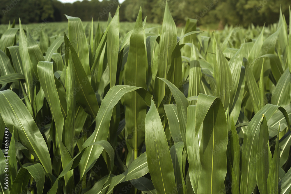 Obraz premium green corn field