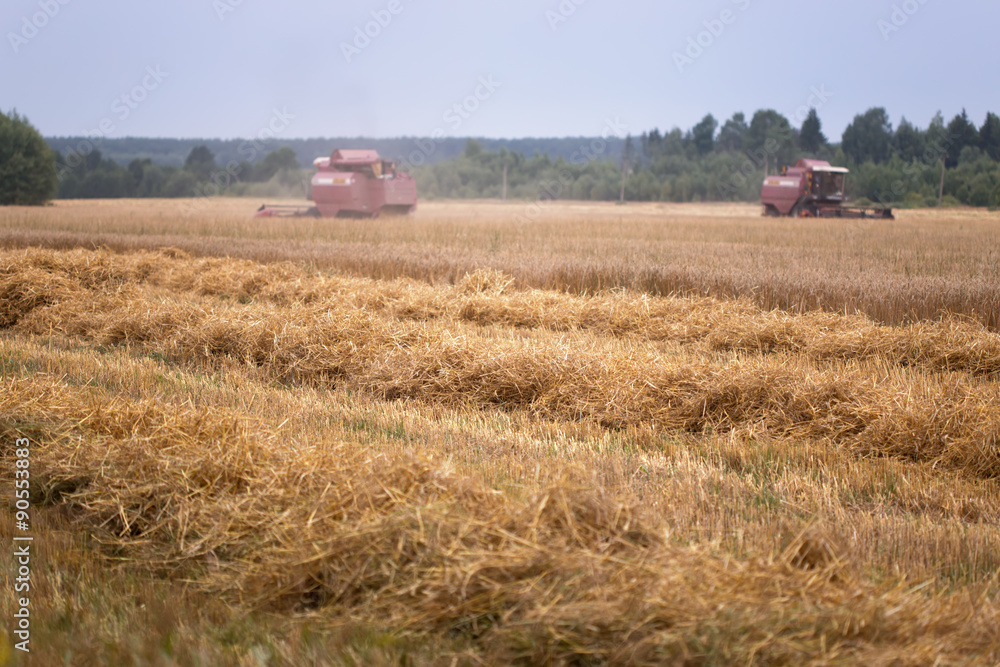 Fototapeta premium harvesting wheat