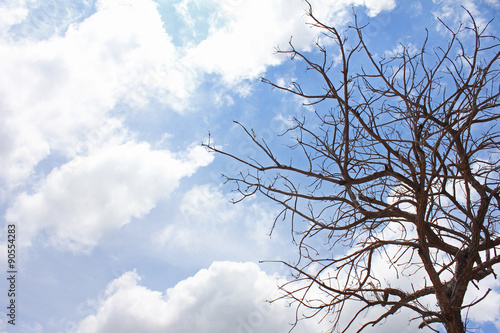 Dead tree on The blue sky © cartoon36