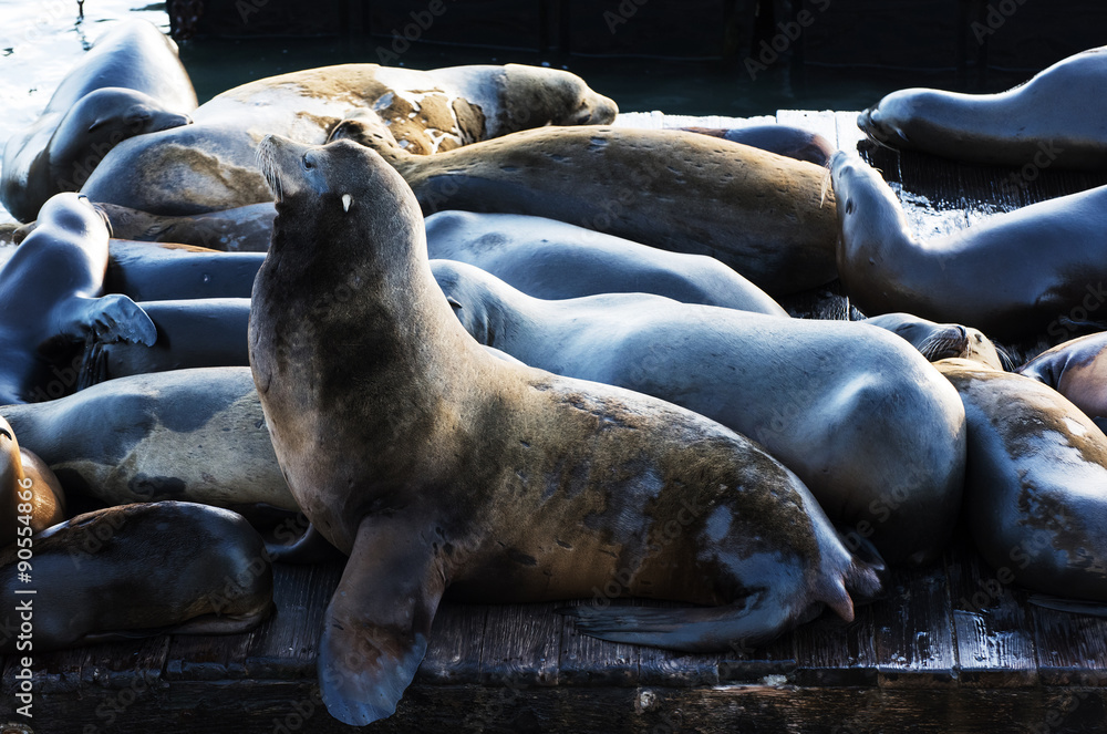 Fototapeta premium Sea Lions