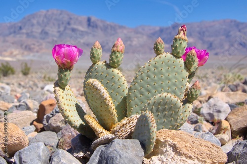 Blooming Beavertail Cactus in Death Valley