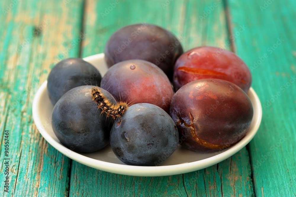 Fototapeta premium Fresh plums and live black caterpillar in white plate on turquoi