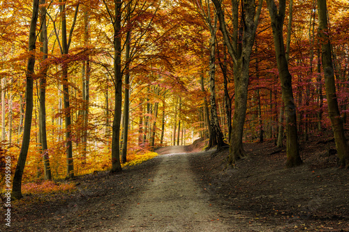 Autumn fall forest with pathway © jaffarali