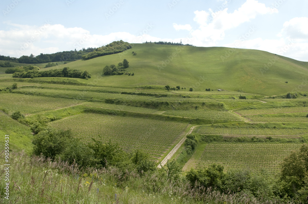 Obraz premium Weinberge, Haselschacher, Buck, Alt-Vogtsburg,
