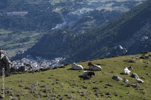 Vacas en las alturas con la localidad de Grazalema al fondo. P.N. Sierra de Grazalema.