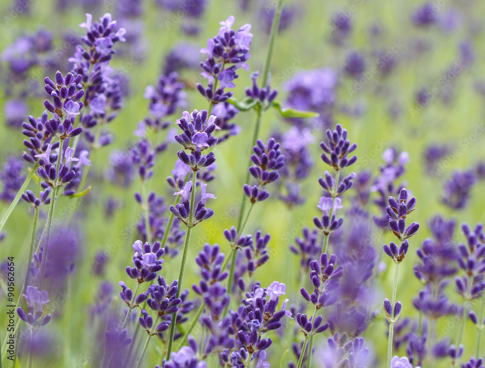 Lavender field Lavender field