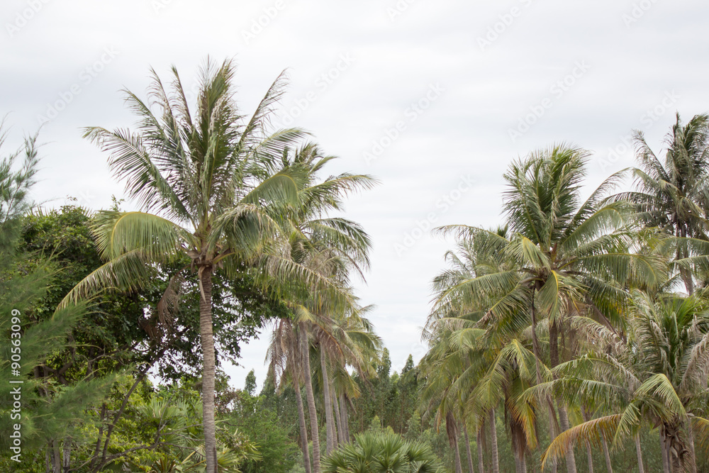 Fototapeta premium coconut tree with sky background