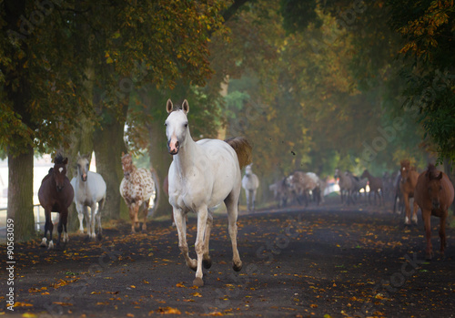 Fototapeta Naklejka Na Ścianę i Meble -  Herd of arabian horses in chesnut avenue