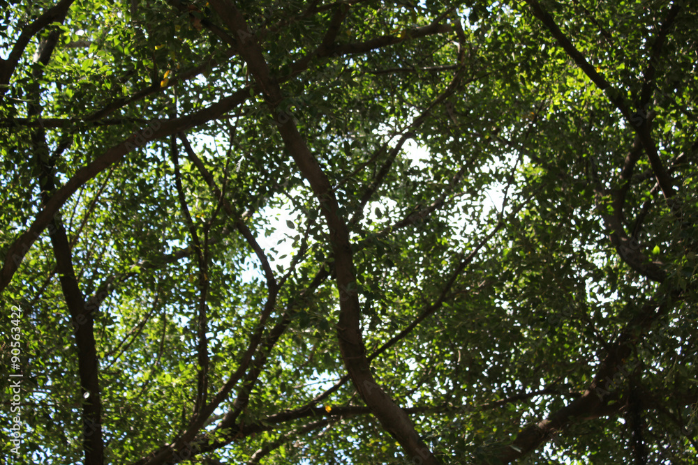 Fototapeta premium Blur tree shade on summer