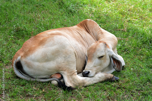 Cow sleeping on the grass