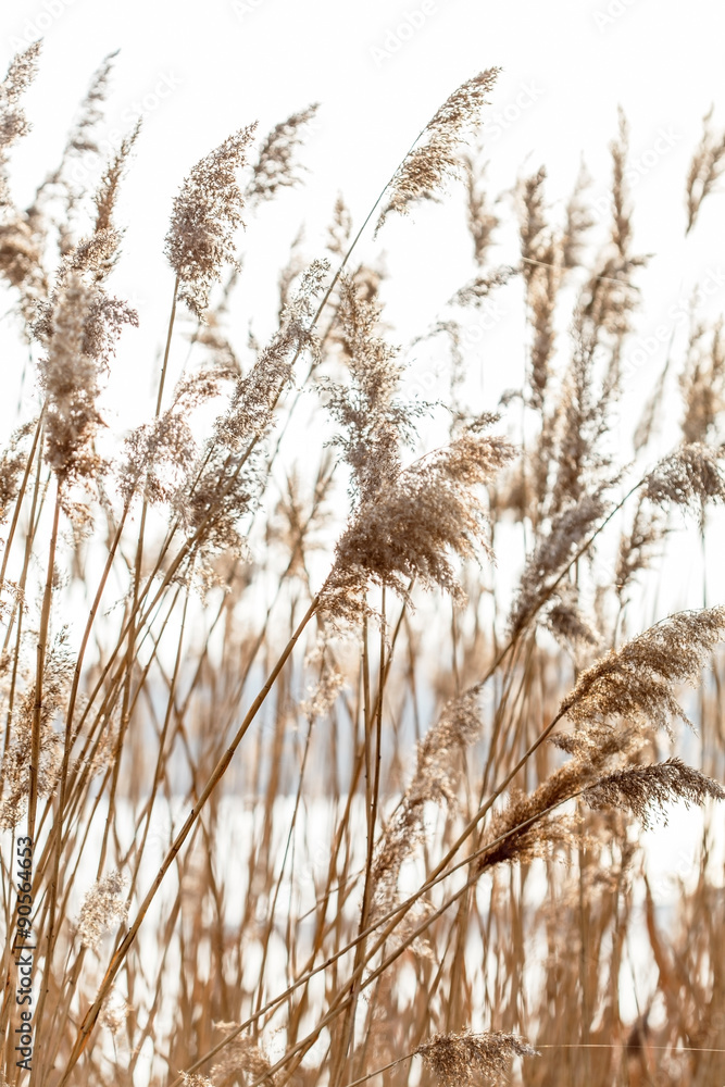 Fototapeta premium Obskurne łodygi trzciny