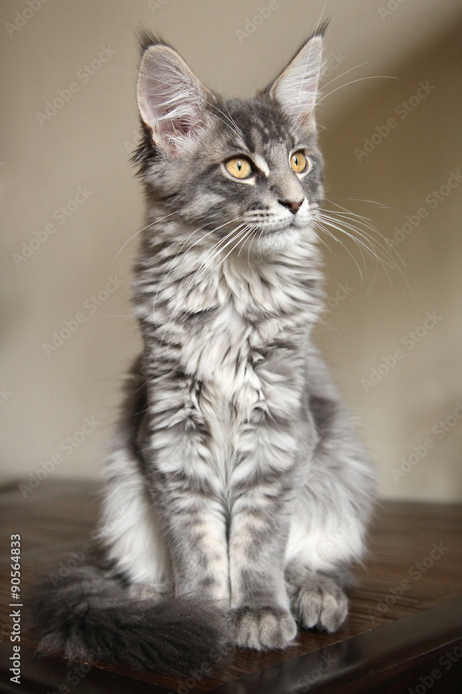 Chaton Maine Coon