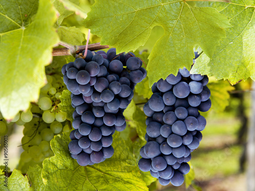 Blaue Weintrauben am Weinstock