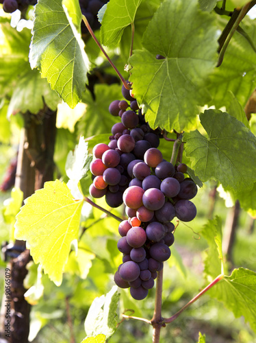 Blaue Weintrauben am Weinstock