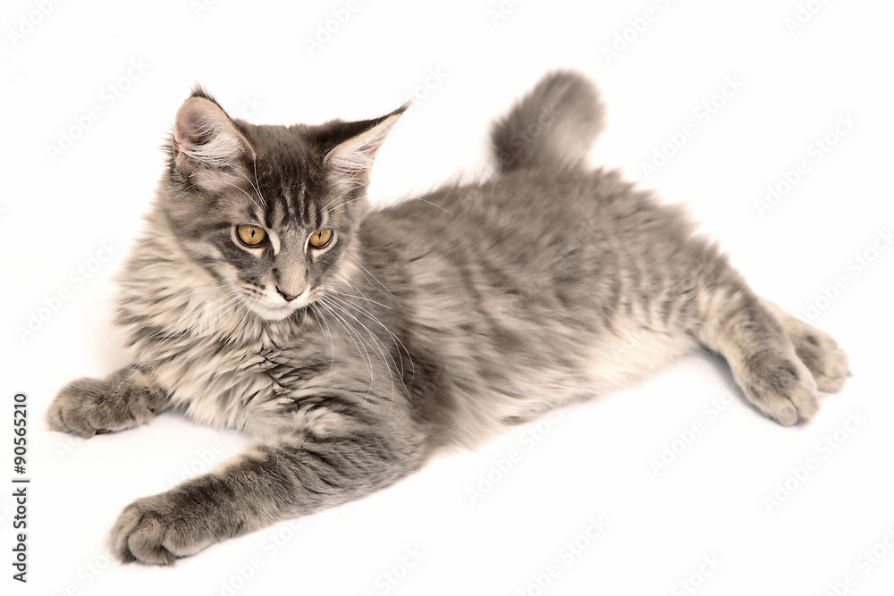 Obraz premium Chaton Maine Coon