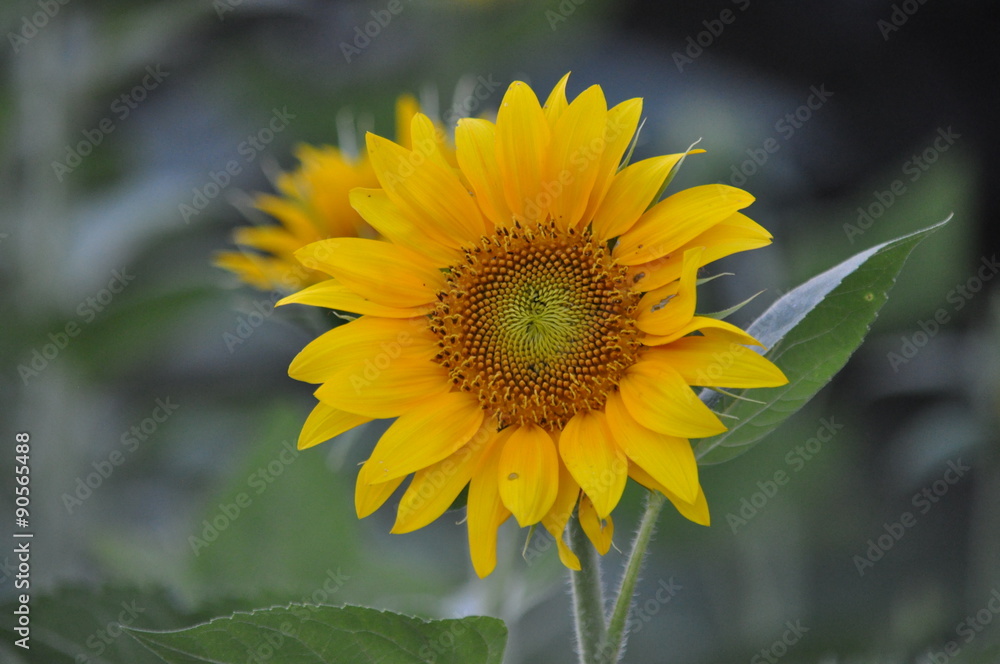 Fototapeta premium Sunflower