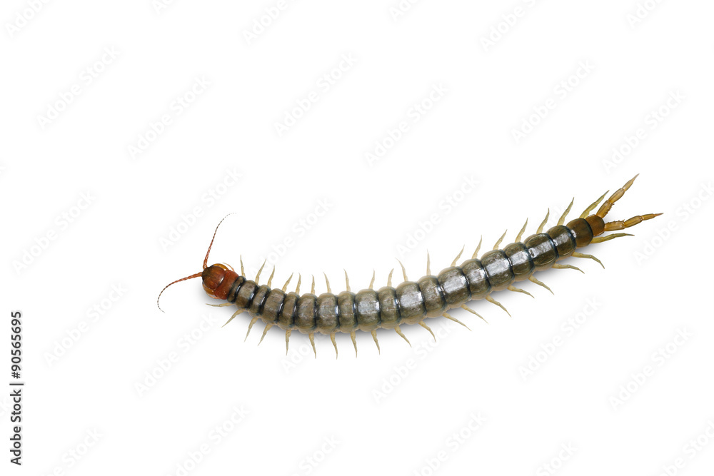 Close up head and tail of Centipede Close up head and tail of Centipede