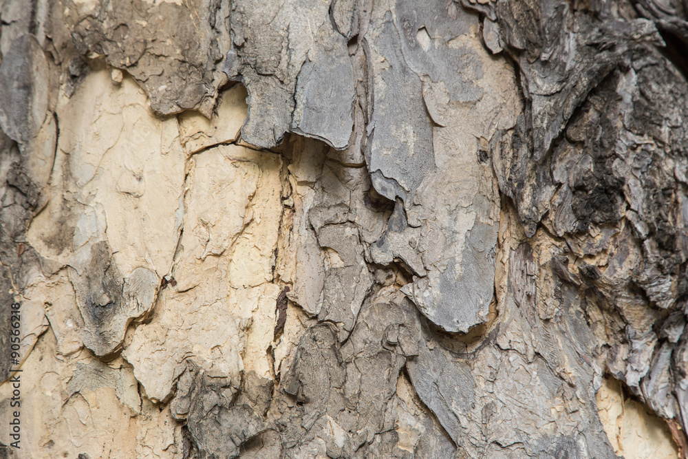 Tree bark texture background Tree bark texture background