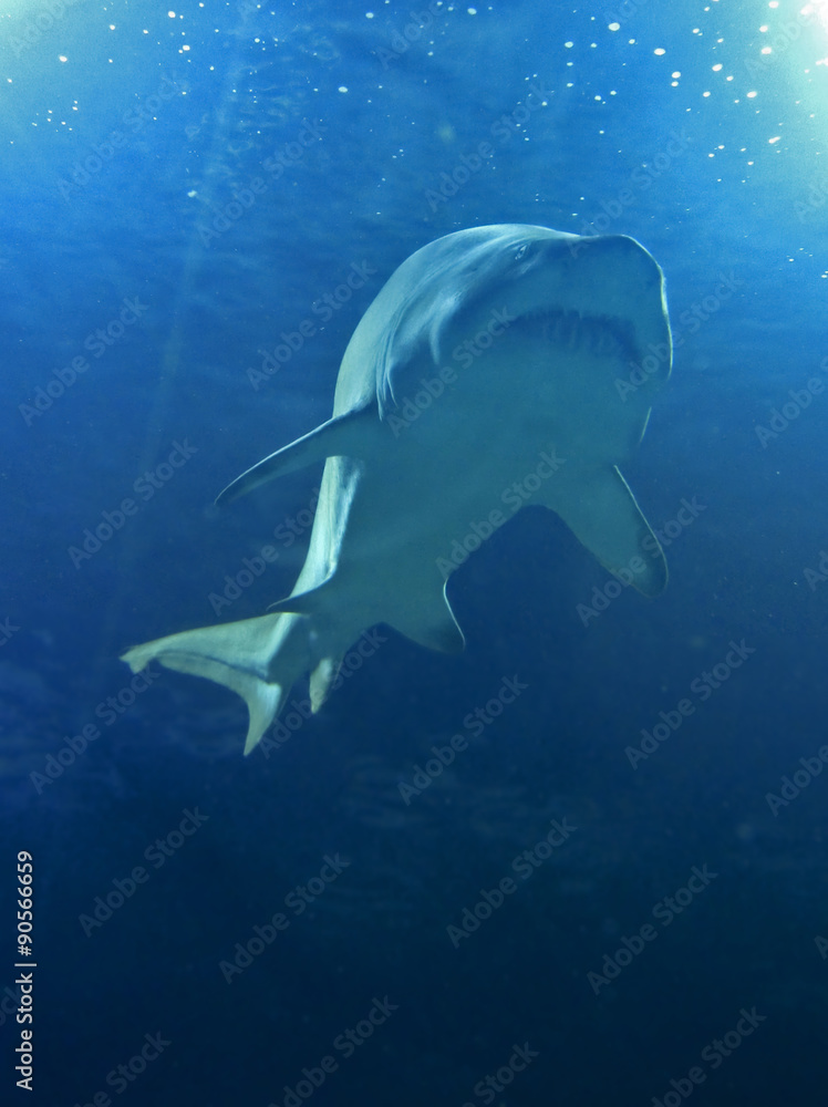 Naklejka premium Tiburón blanco
