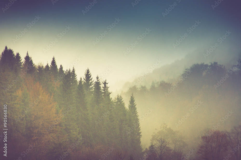 Autumn landscape in mountain. Colorful trees in fog and rain. Autumn landscape in mountain. Colorful trees in fog and rain.