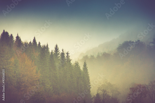 Autumn landscape in mountain. Colorful trees in fog and rain.