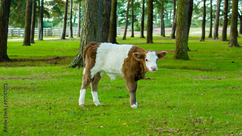 White and brown calf cow
