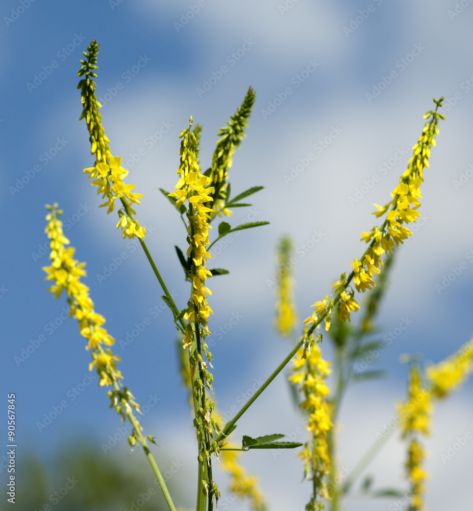 Naklejka premium Steinklee; Melilotus, officinalis;