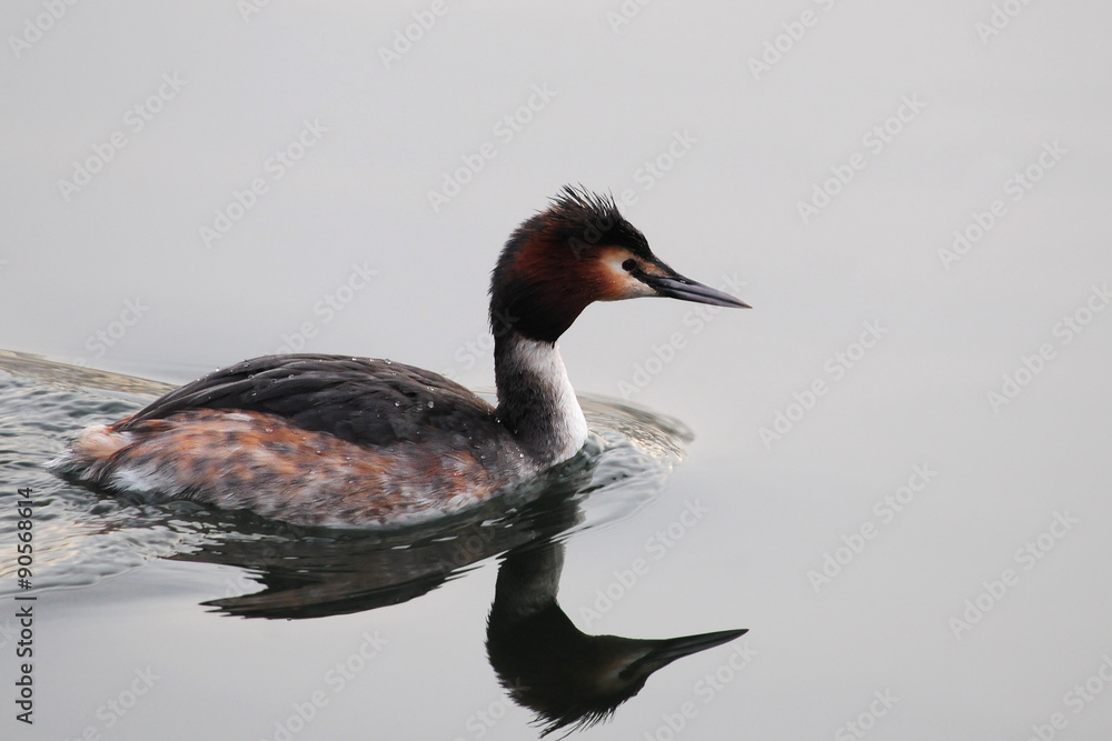 Haubentaucher (Podiceps cristatus) Haubentaucher (Podiceps cristatus)