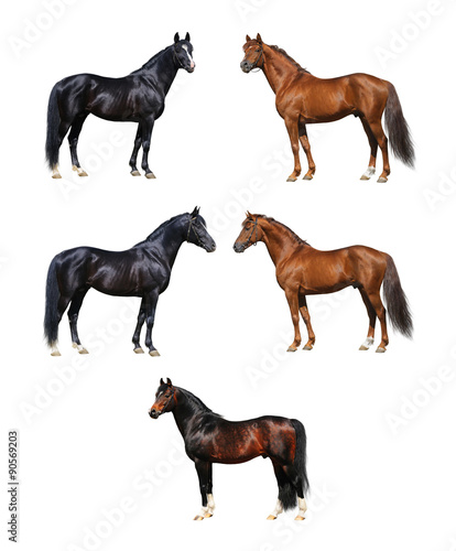 Horse collection - isolated on white
