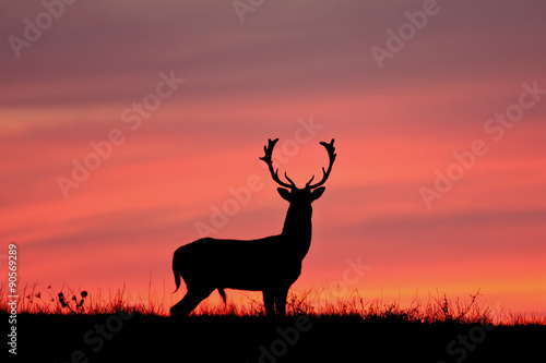 Fallow deer silhuette. © sindler1