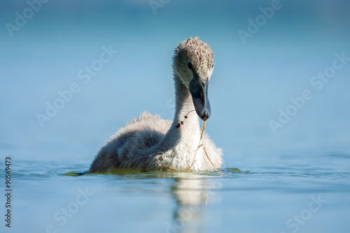 Swan baby in blue lake. 