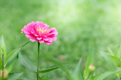 Side view pink Zinnia violacea on blur background texture