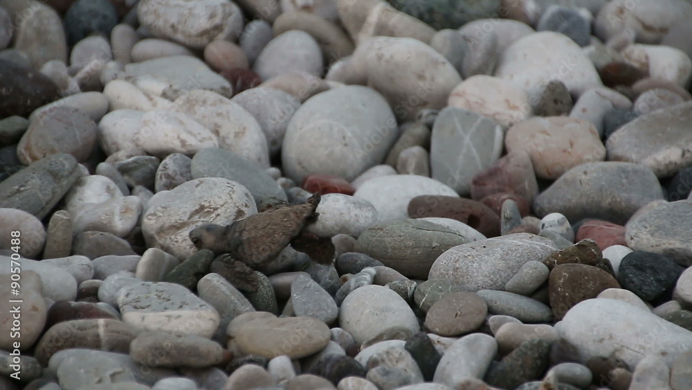 Turtle baby crawls to the sea. Cirali, Turkey. Turtle baby crawls to the sea. Cirali, Turkey.
