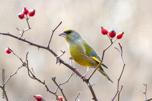 European greenfinch with red rose hips.