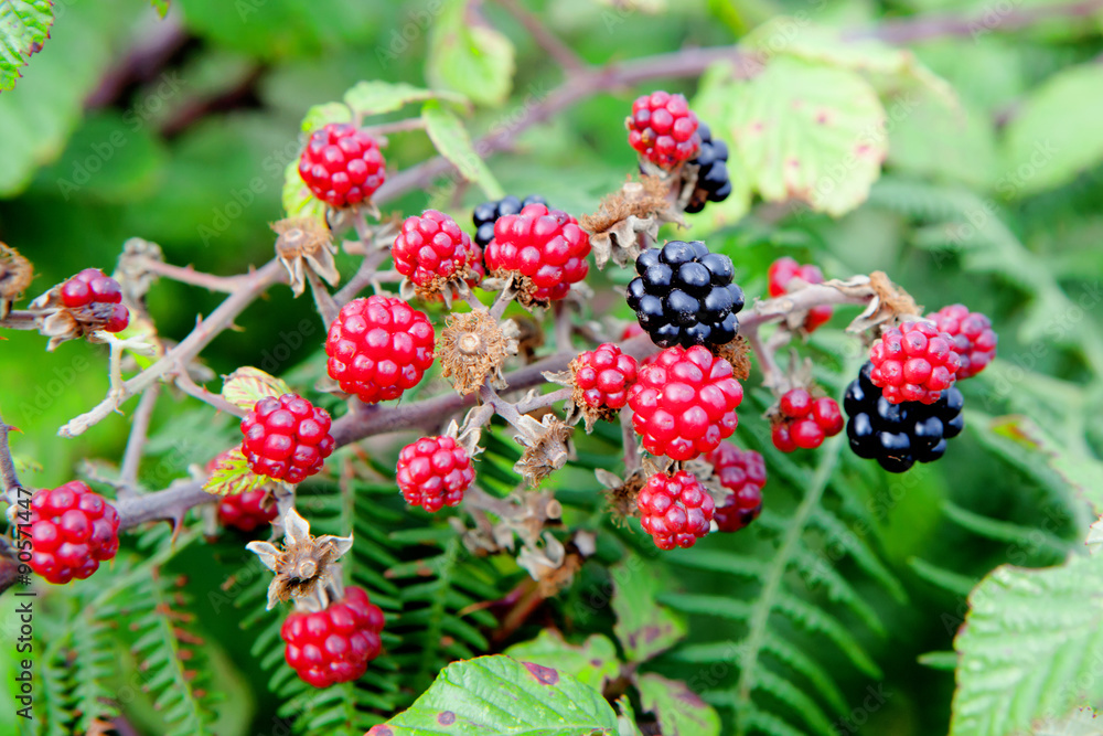 Red and black blackberries Red and black blackberries