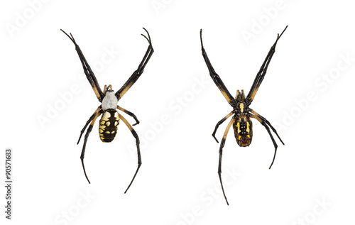 Female orb spider top and bottom