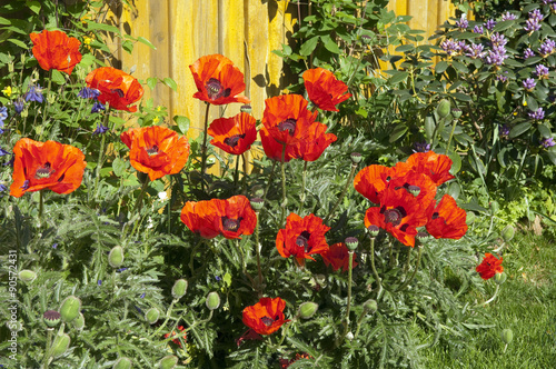 Fototapeta Naklejka Na Ścianę i Meble -  Tuerkischer, Mohn, Papaver, orientale,
