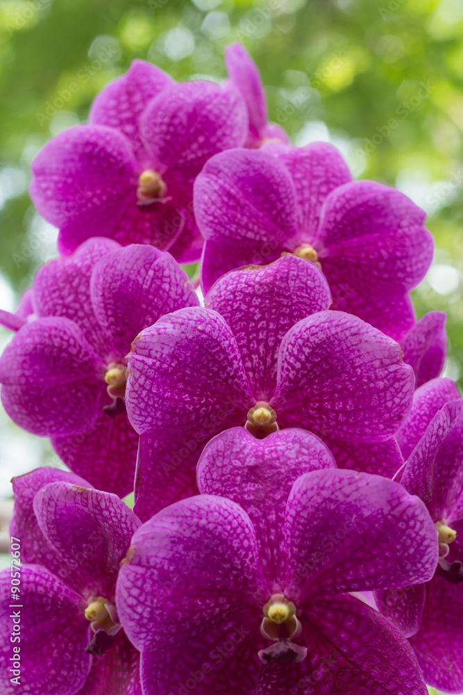 Vanda orchid on blur background Vanda orchid on blur background