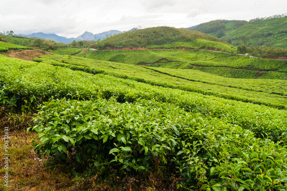 Tea plantations munnar india