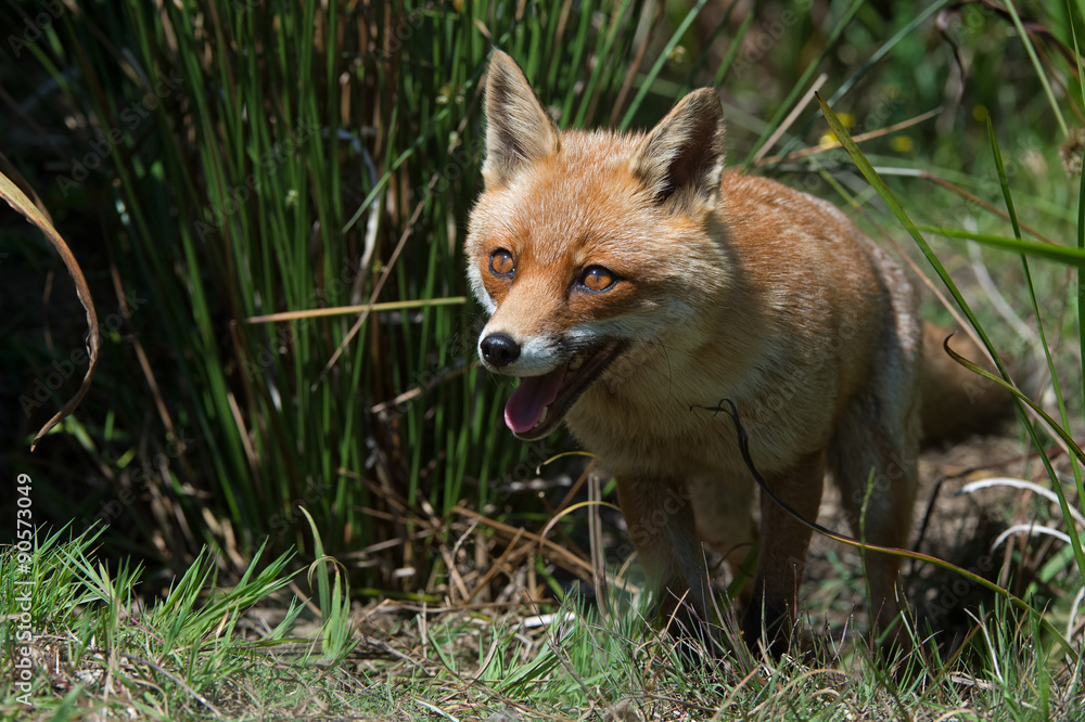 Red Fox (Vulpes Vulpes)/Red Fox in deep green grass Red Fox (Vulpes Vulpes)/Red Fox in deep green grass