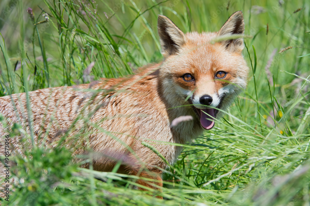 Red Fox (Vulpes Vulpes)/Red Fox in deep green grass Red Fox (Vulpes Vulpes)/Red Fox in deep green grass