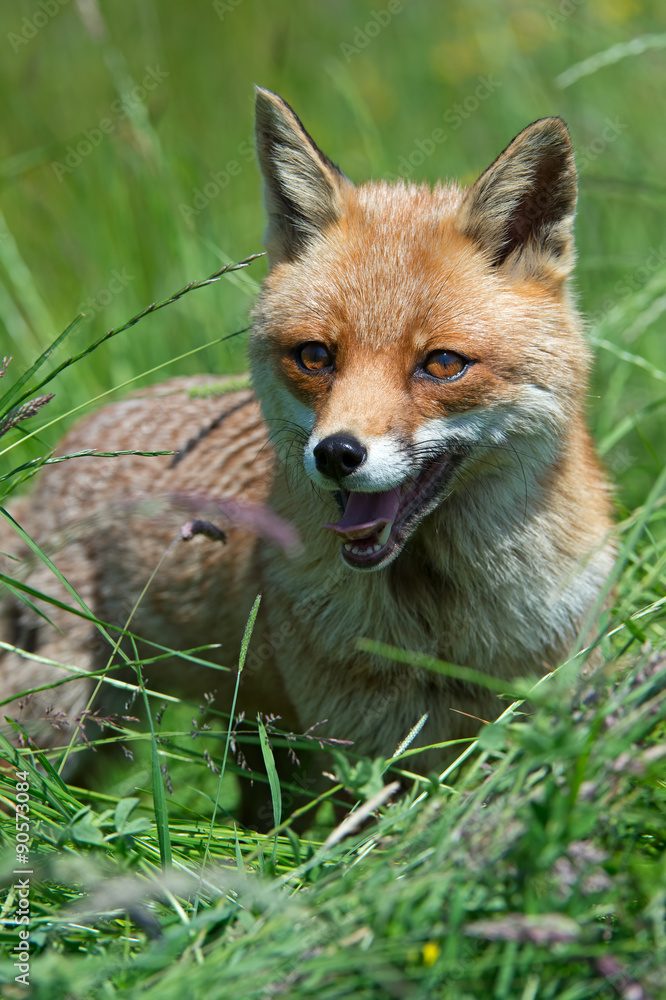 Obraz premium Red Fox (Vulpes Vulpes)/Red Fox in deep green grass