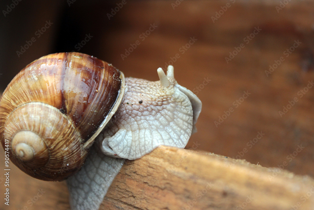 snail snail