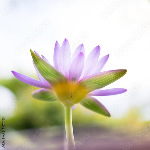 soft focus of Under view beautiful purple Lotus flower or water