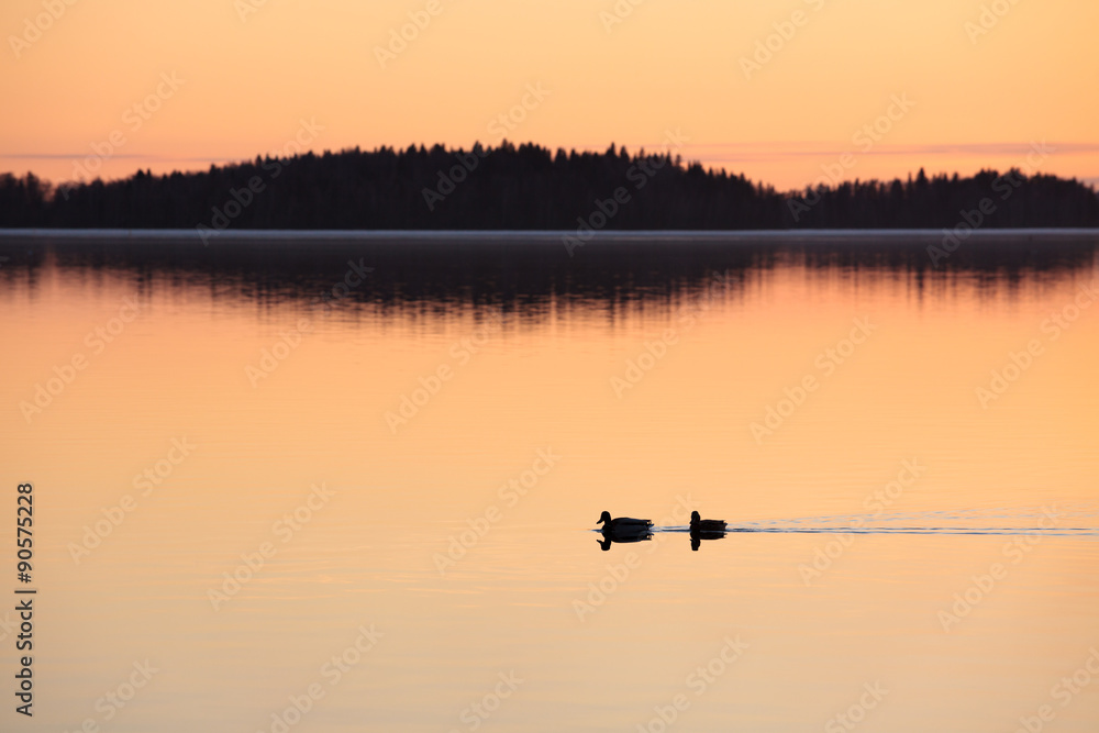 Ducks swimming in lake at sunset time Ducks swimming in lake at sunset time