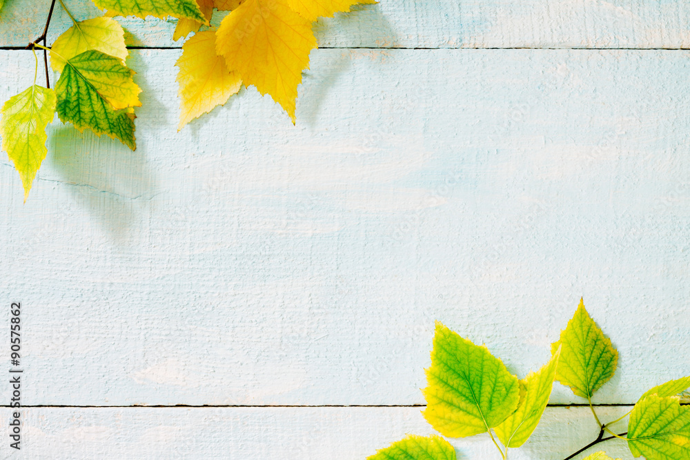 Autumn birch leaf on a blue wooden background - obrazy, fototapety, plakaty 