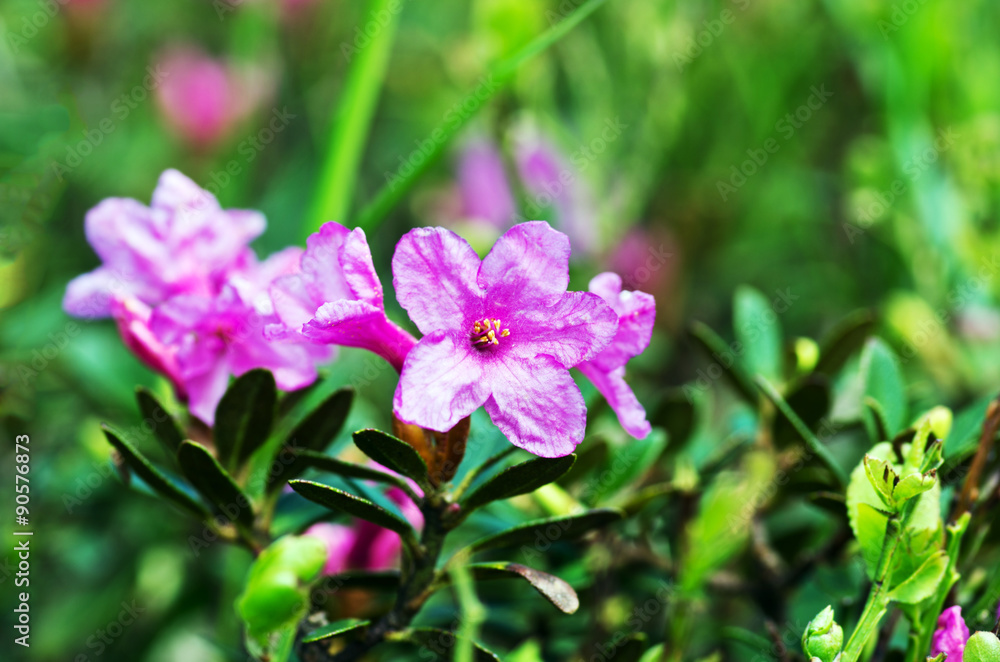 rhododendron in the Carpathians mount. Close up