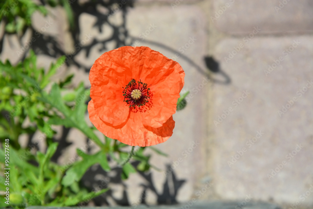 Fototapeta premium Red poppy flower