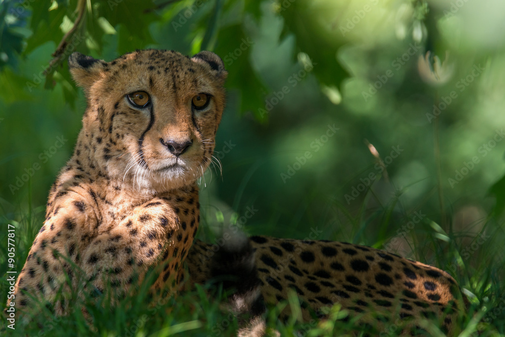 Fototapeta premium cheetah - Acinonyx jubatus