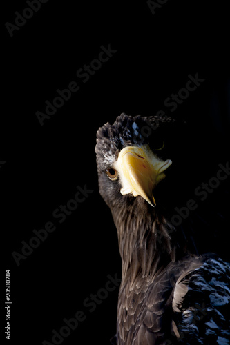 Fototapeta Naklejka Na Ścianę i Meble -  Portrait of majestic Steller's sea eagle (Haliaeetus pelagicus) on black background